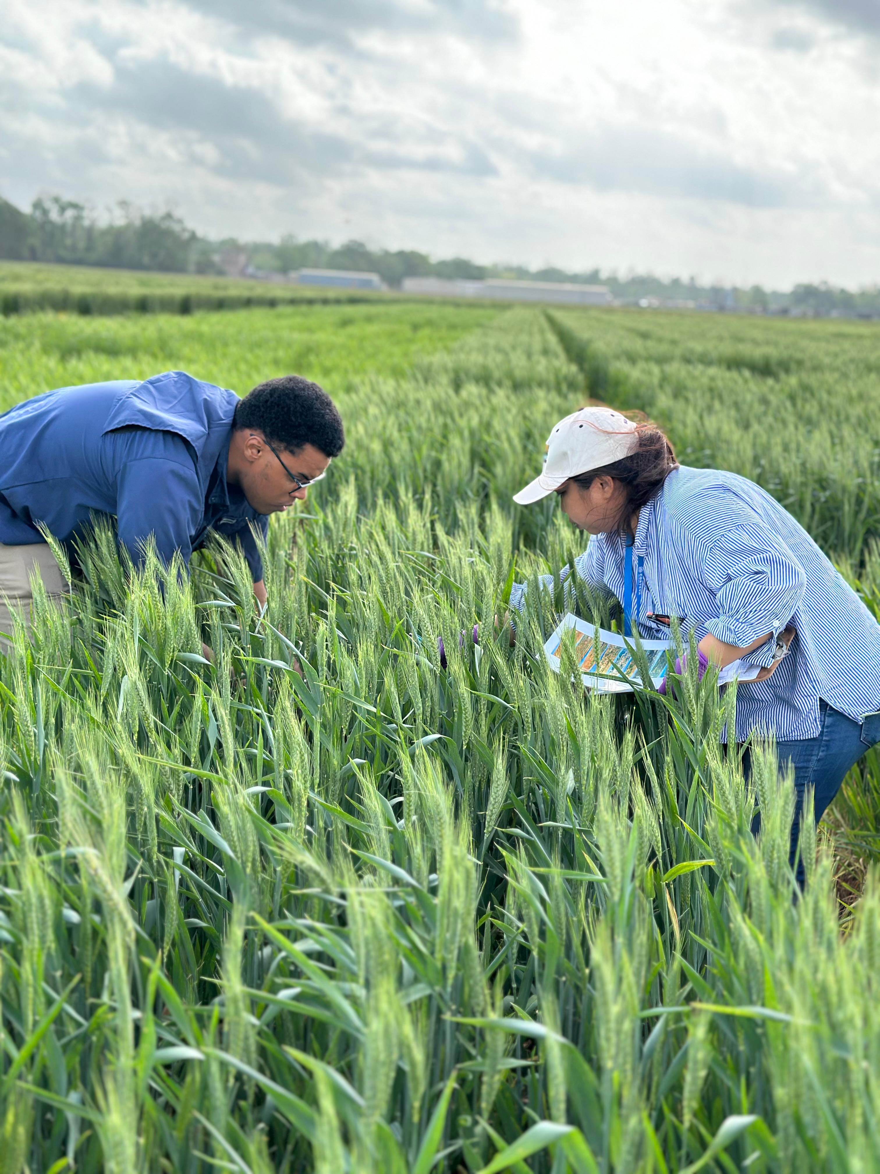 Two LSU AgCenter professors recognized for significant paper on silicon